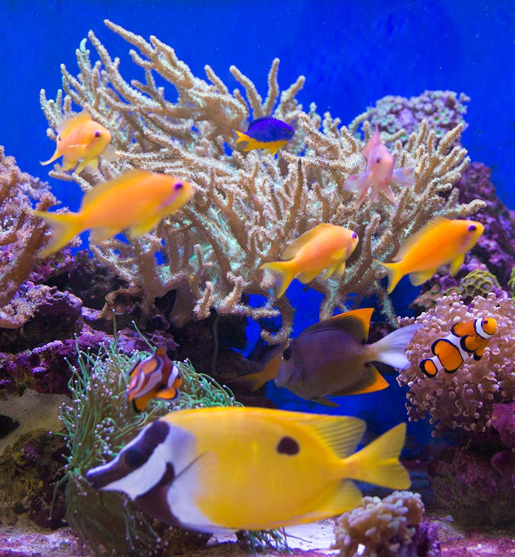 Meerwasseraquarium Aquarium in Zahnarztpraxis - beruhigende Wirkung